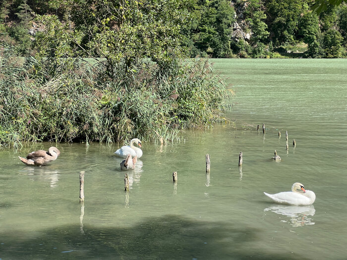 Schwäne in Österreich auf der Donau