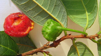 Baum in Suriname: Schlangenholz