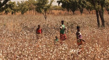 Burkina Faso Baumwolle