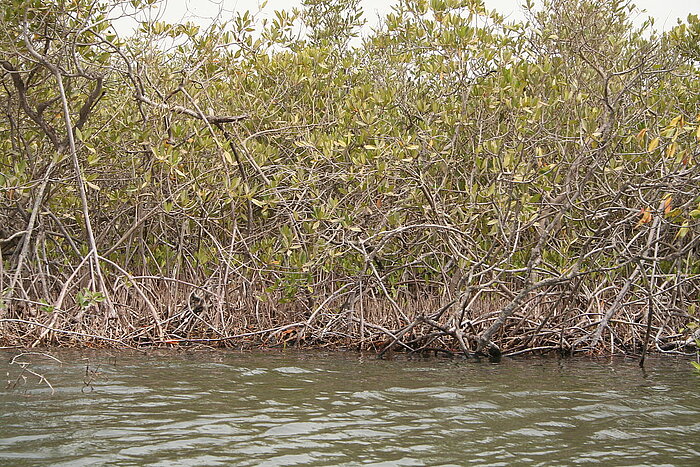 Mangroven im Saloum-Nationalpark