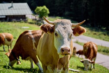Viehwirtschaft Schweiz