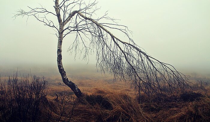 Birke im Nebel