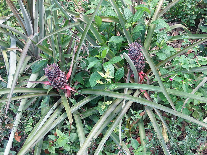 Ananas in Kuba