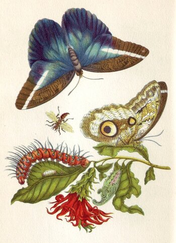 Maria Sibylla Merian: Bildtafel mit Schmetterling