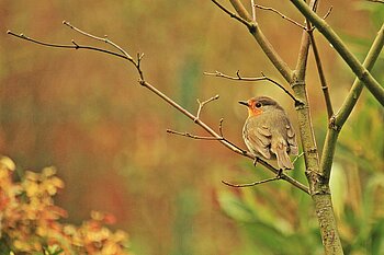 Rotkehlchen in NRW