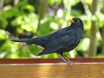 Amsel