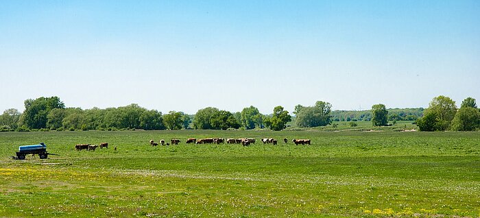 Magdeburger Börde Sachsen Anhalt