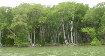 Vegetation in Venezuela