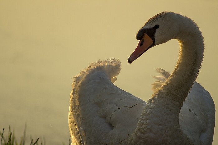 Schwan in Masuren