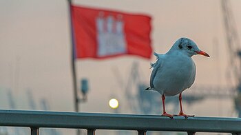 Möwe an der Elbe in Hamburg