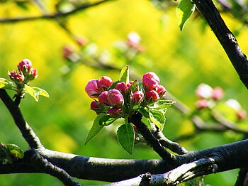 Apfelblüte im Alten Land