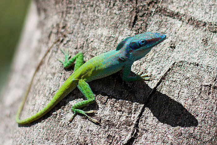 Anolis allisoni