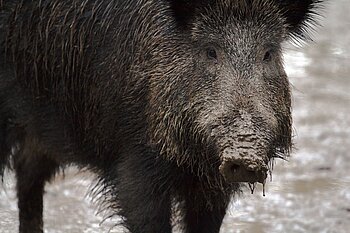 Wildschwein in Berlin