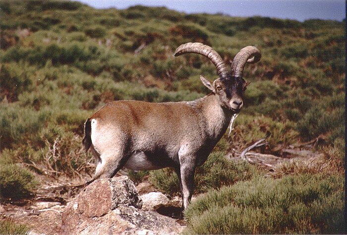 Iberischer Steinbock