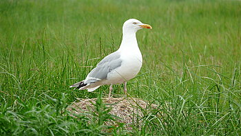 Silbermöwe auf Neuwerk