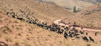 Schafe und Ziegen in Turkmenistan