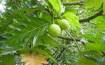 Brotfrucht am Baum