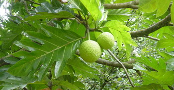 Brotfrucht am Baum