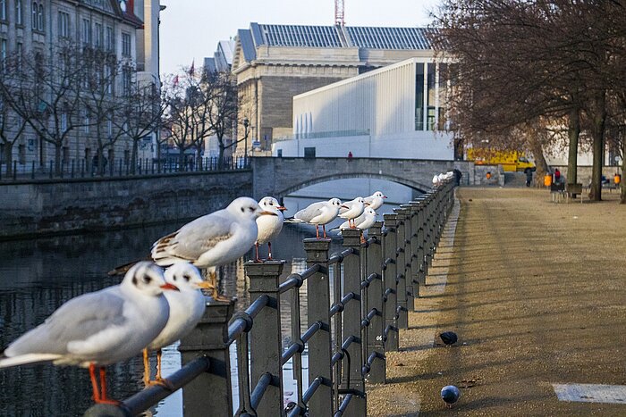 Möwen an der Spree