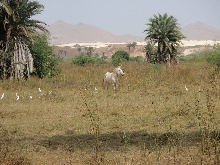 Boa Vista Tiere