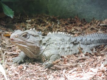 Tuatara, Neuselland