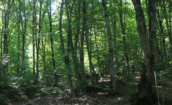 Wald in Aserbaidschan