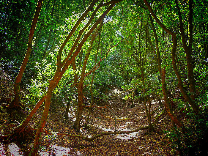 Lorbeerwald auf Teneriffa