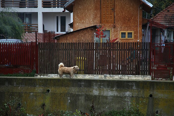 Hund am Zaun