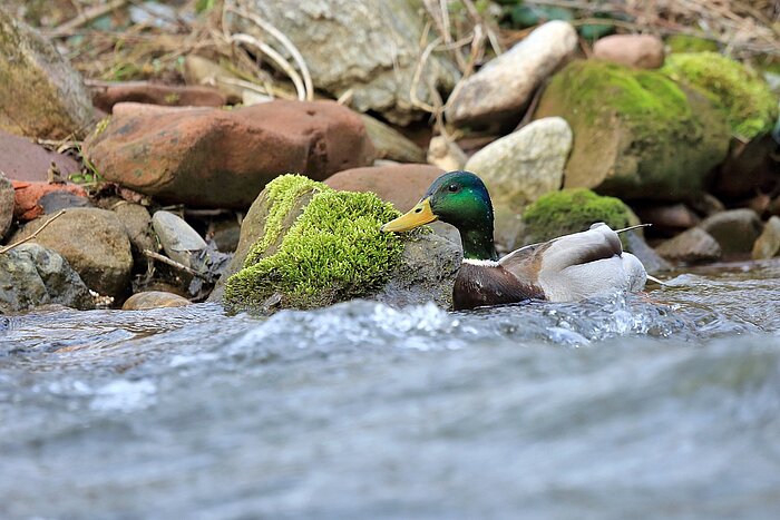 Polnische Ente