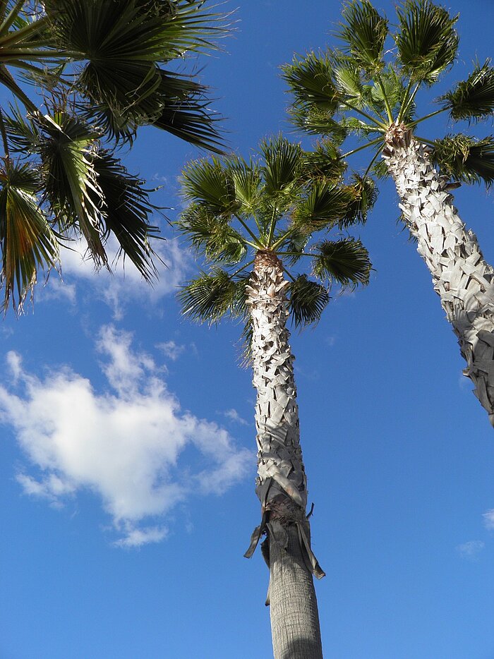 Palmen in Portugal