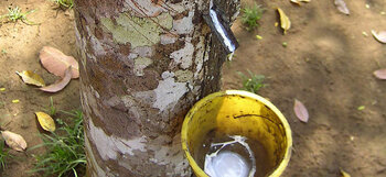 Kautschukboom in Brasilien