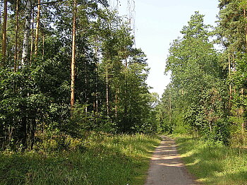 Bäume im Grunewald