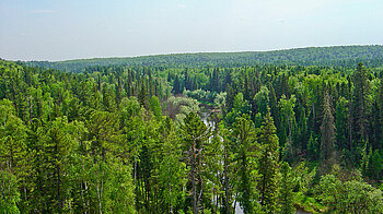 Russische Taiga