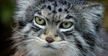 Manul in Kirgistan