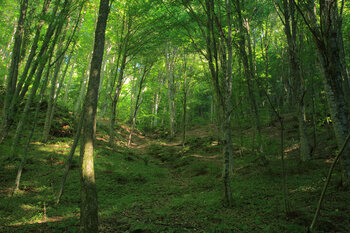 Wald in Bulgarien