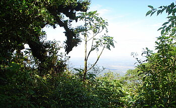 Vegetation bei Granada