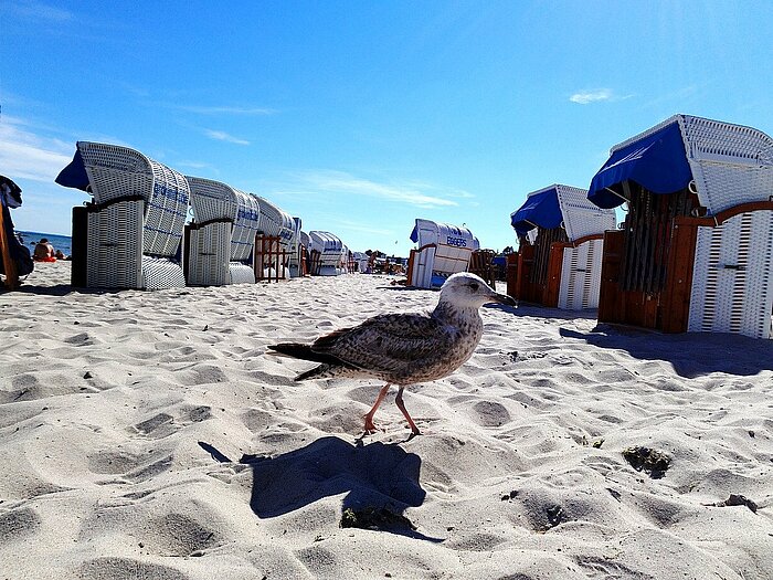 Strandkörbe in Grömitz