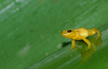 Endemisch in Guyana: Goldfrosch