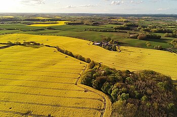 Rapsfelder in Schleswig-Holstein