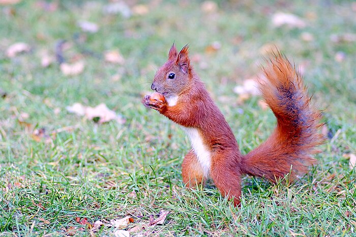 Polnisches Eichhörnchen