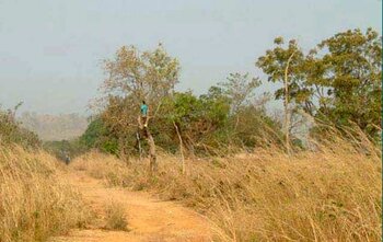Savanne in Benin: trockenes Klima