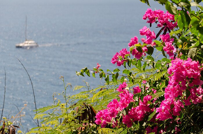 Bougainvillea in Portugal