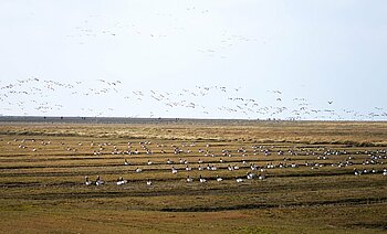 Graugänse auf einem Feld in Schleswig-Holstein