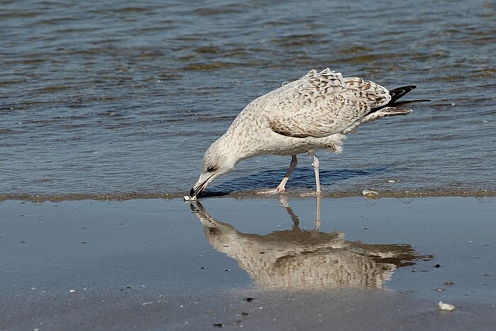 Vögel Ostseeküste