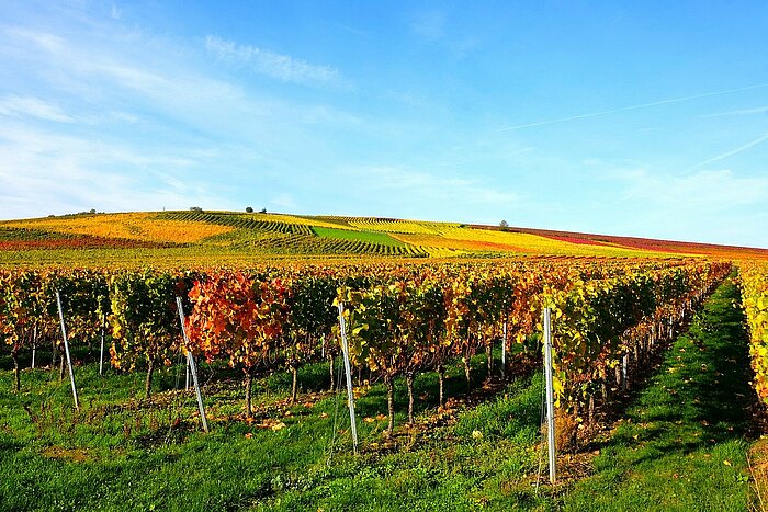 Weinanbau in Rheinhessen