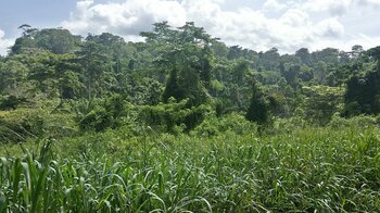 Ghana Regenwald