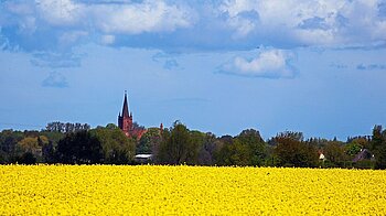 Rapsfeld bei Gristow