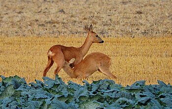 Rehe auf Fehmarn