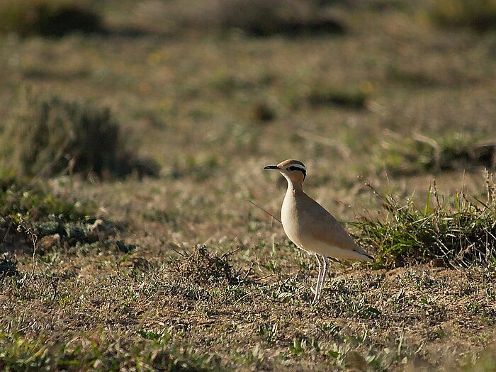 Rennvogel auf Lanzarote