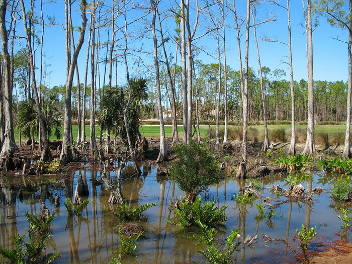 Sumpf in den Everglades
